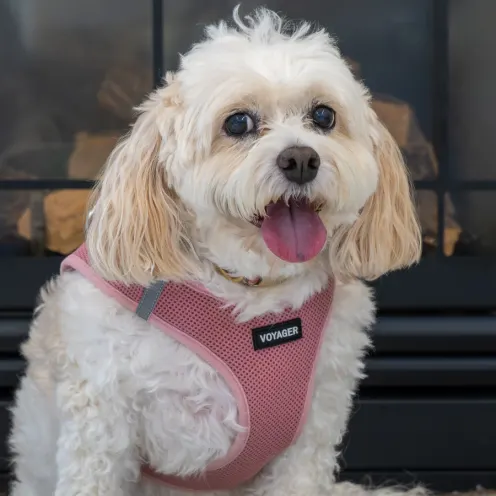 White curly dog with pink harness